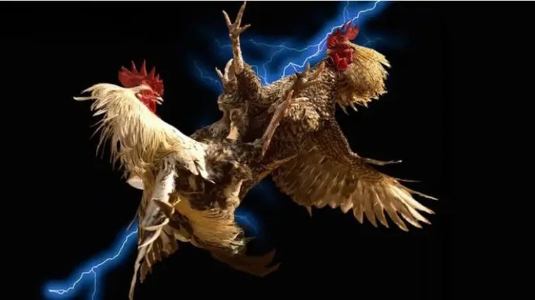 Đá Gà 6623 Thu Hút Hàng Triệu Người Chơi Năm 2025