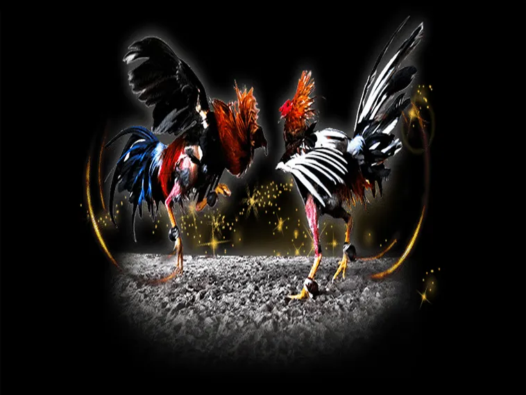 Cách Chơi Đá Gà Sabong Tại 6623 Đỉnh Cao Kịch Tính 2025 1 Cách Chơi Đá Gà Sabong Tại 6623 Đỉnh Cao Kịch Tính 2025