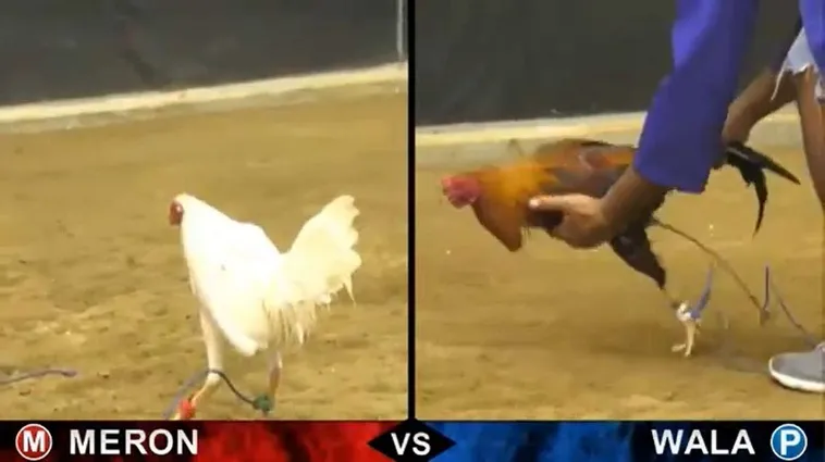 Cách Chơi Đá Gà Sabong Tại 6623 Đỉnh Cao Kịch Tính 2025 2 Cách Chơi Đá Gà Sabong Tại 6623 Đỉnh Cao Kịch Tính 2025